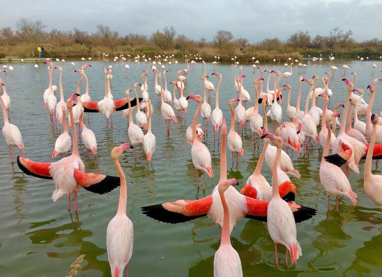 A large flock of flamingos standing in a shallow body of water. 1