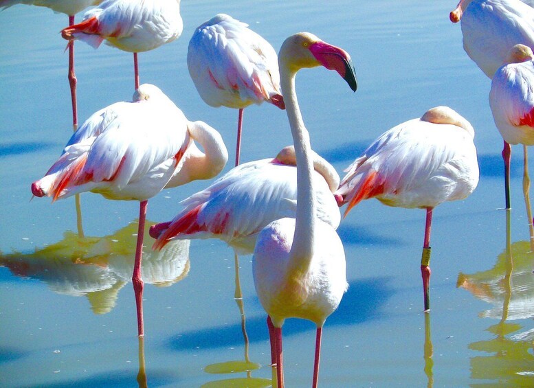 A group of flamingos standing in shallow water. 5