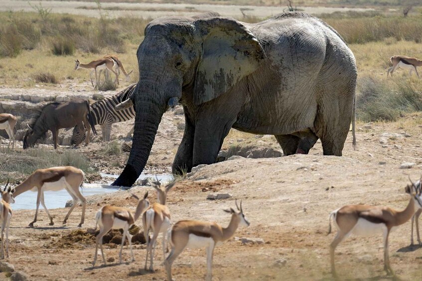 An elephant with a zebra in a dry, grassy landscape with several antelopes. 4
