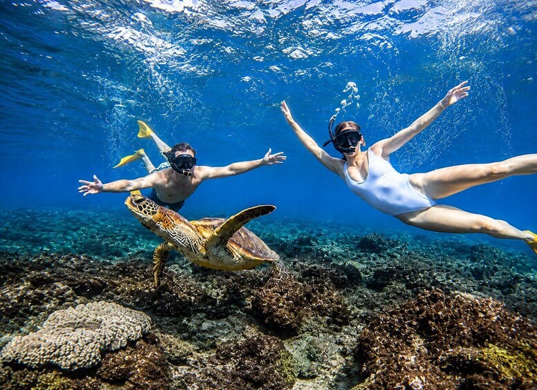 Two people snorkeling underwater with a sea turtle nearby. 3