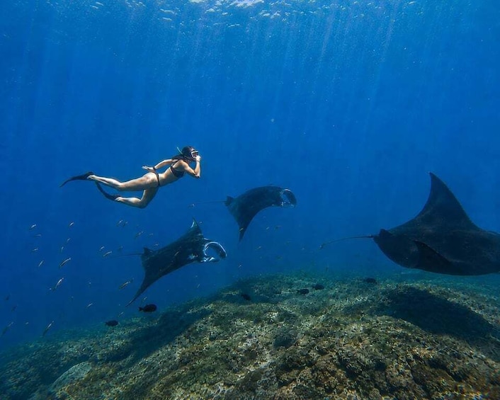 A diver swimming with manta rays underwater. 1