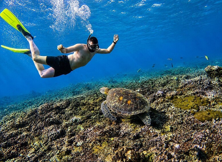 A diver swimming near a turtle on a coral reef. 5