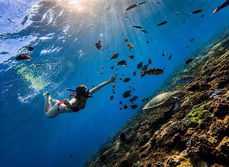 A person scuba diving with a school of fish and a turtle on a coral reef. 4