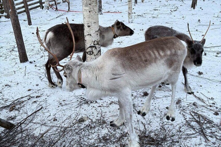 A snowy landscape with a group of reindeer and a birch tree. 3