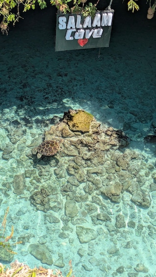 A turtle swimming near a sign that reads 'Salah Cave.' 1