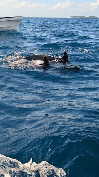 A boat on calm blue waters with two orcas swimming nearby. 5