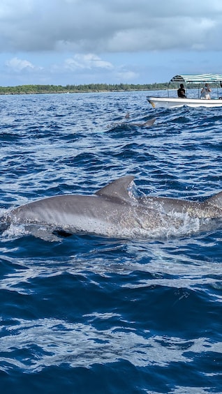 ZANZIBAR: Mnemba Dolphin & Salaam Cave+Pick up & Entry Fee. 2