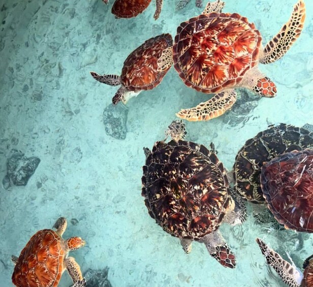 A group of sea turtles swimming in clear blue water. 5