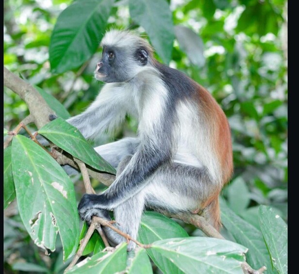 A monkey sitting on a tree branch surrounded by green leaves. 2