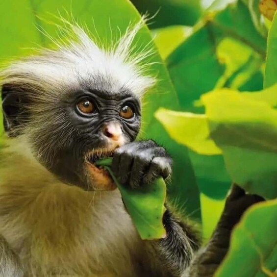 A monkey with white and grey fur holding a green leaf. 3