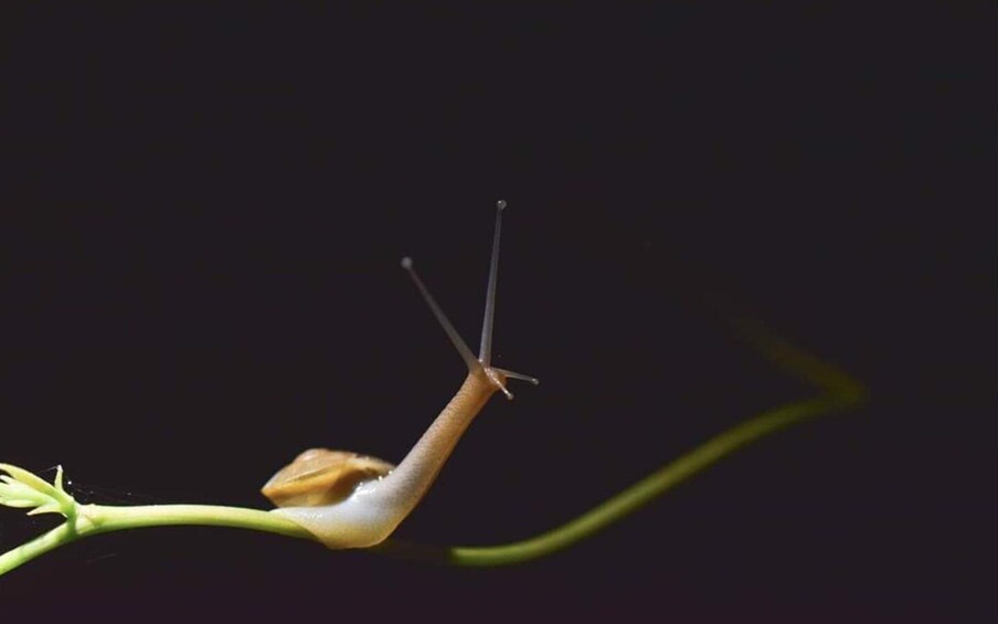Picture 1 for Activity Jungle Night Walk - Explore Phong Nha’s Nocturnal Nature 2