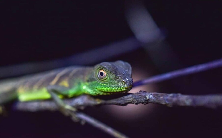 Jungle Night Walk - Explore Phong Nha’s Nocturnal Nature 1
