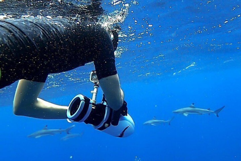 Eine Person mit Kamera unter Wasser, umgeben von Fischen und Haien. 1