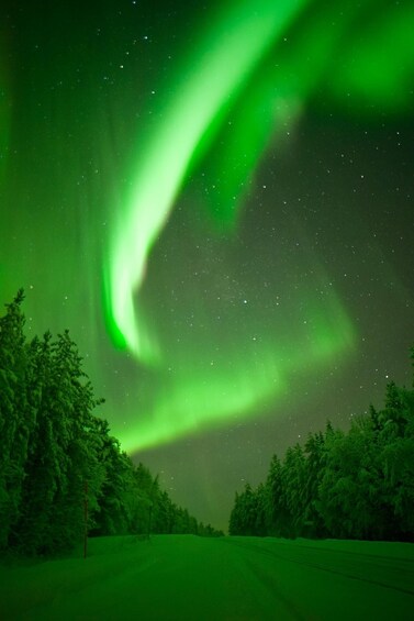 The Northern Lights over a forested landscape. 2