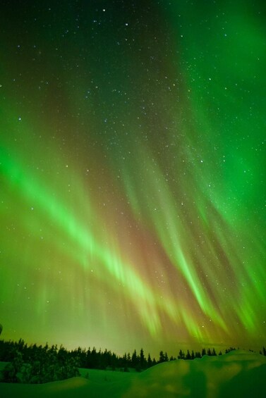 The Northern Lights over a snowy landscape with trees. 3