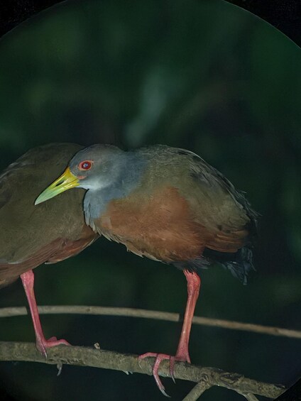 A bird with a yellow beak and red eyes perched on a branch. 5