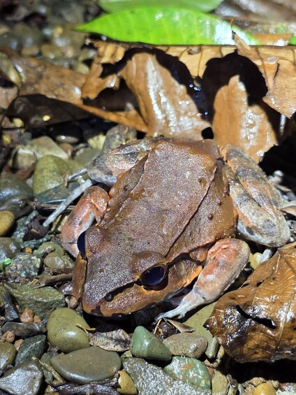 A brown frog on a bed of rocks and leaves. 1