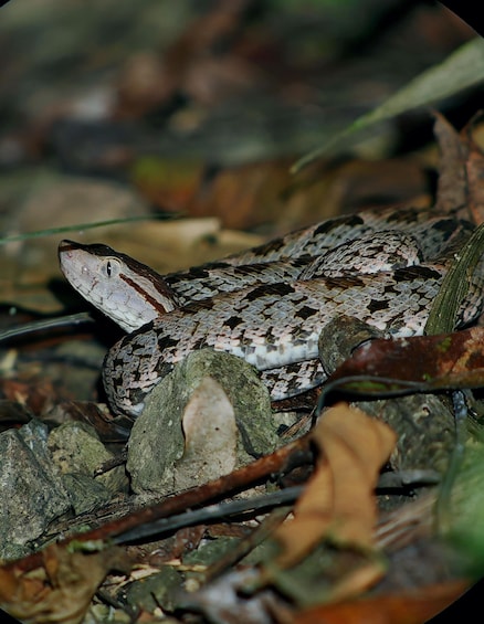A snake camouflaged among leaves and branches. 1
