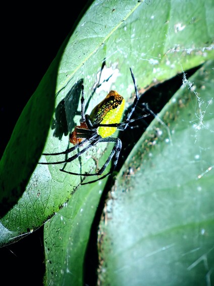 Picture 7 for Activity Tocorí: Nighttime Wildlife Hike at Villanueva Quepos 3
