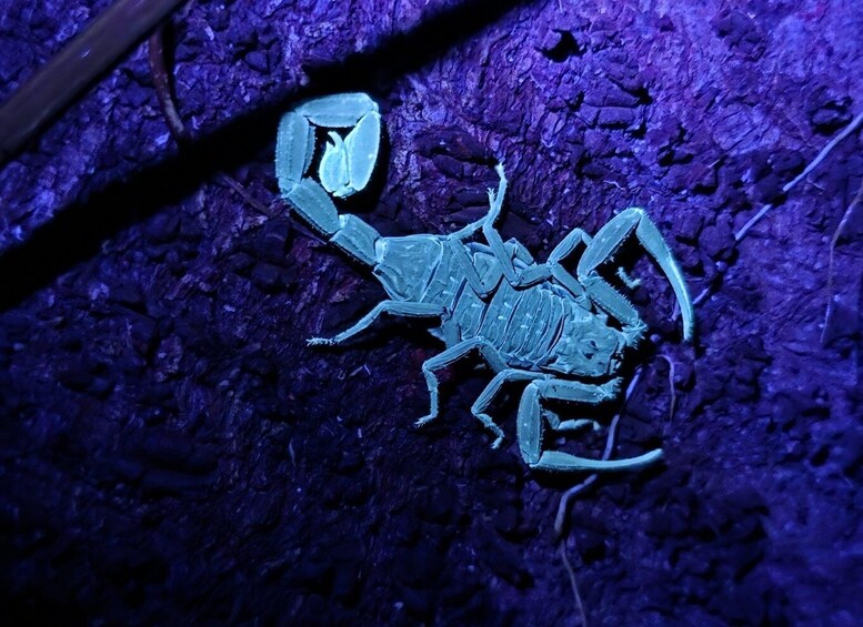Picture 9 for Activity Tocorí: Nighttime Wildlife Hike at Villanueva Quepos 4