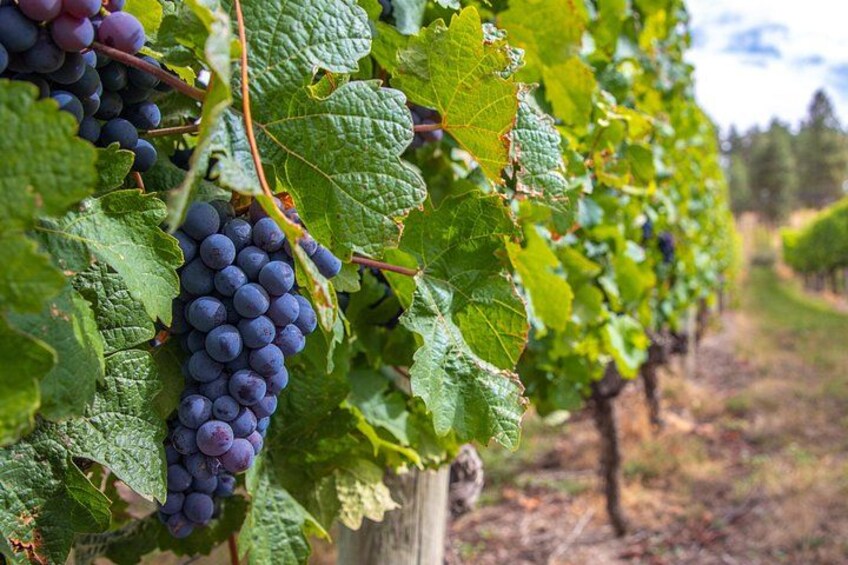 Intimate Vineyards 1