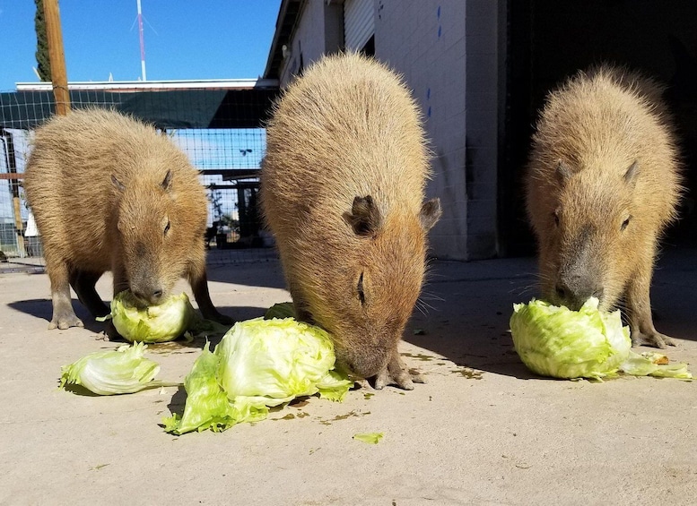 Exotic Animal Encounter Marana, AZ - 15 Friendly Capybara 1