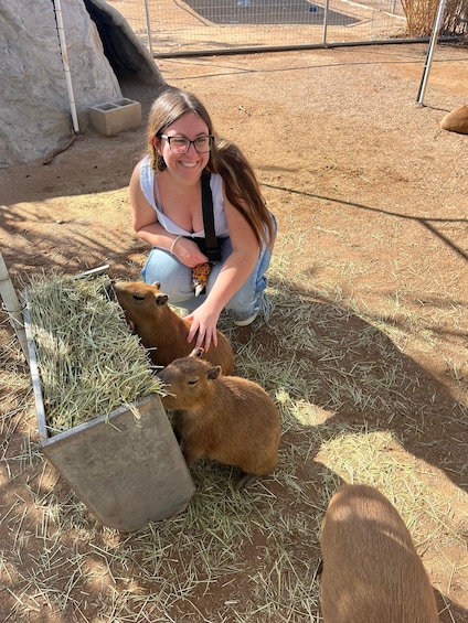 Picture 3 for Activity Exotic Animal Encounter Marana, AZ - 15 Friendly Capybara 5