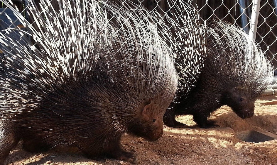 Picture 4 for Activity Exotic Animal Encounter Marana, AZ - 15 Friendly Capybara 3