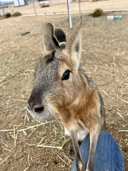 Picture 5 for Activity Exotic Animal Encounter Marana, AZ - 15 Friendly Capybara 2