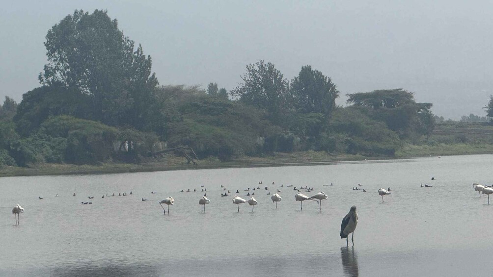 A body of water with numerous birds, including seagulls and flamingos, and a solitary bird in the foreground. 2