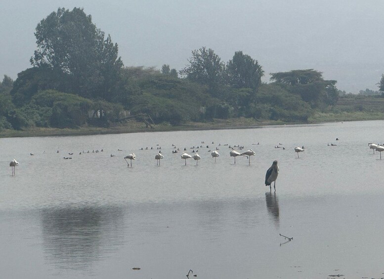Picture 41 for Activity Adventure: Customizable Flamingos & Crater Lakes Hiking 2