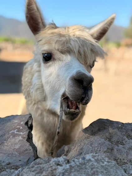 A llama with a cracked rock in front of it. 1