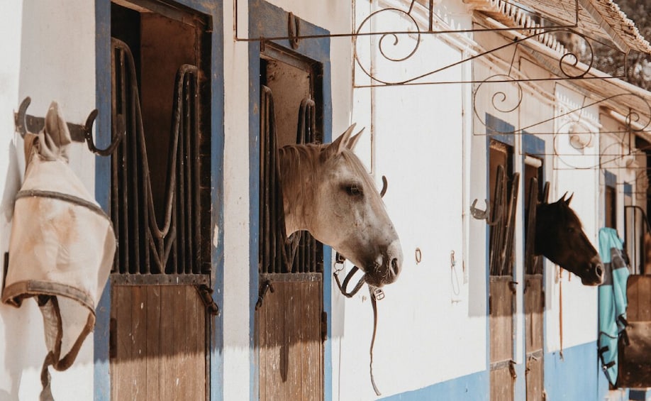 A stable with horses and bells. 3