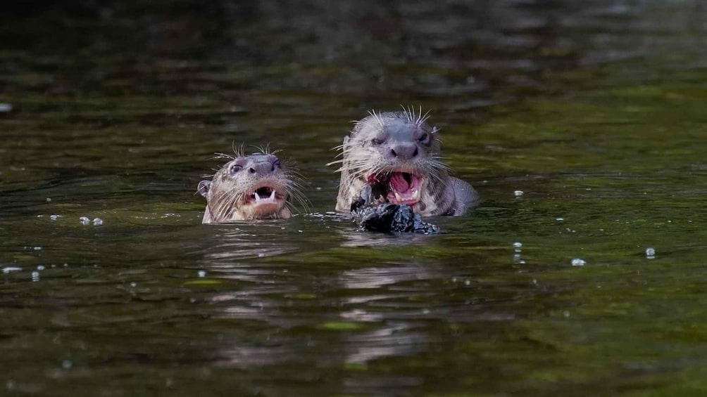 Two otters partially submerged in water with their mouths open. 1