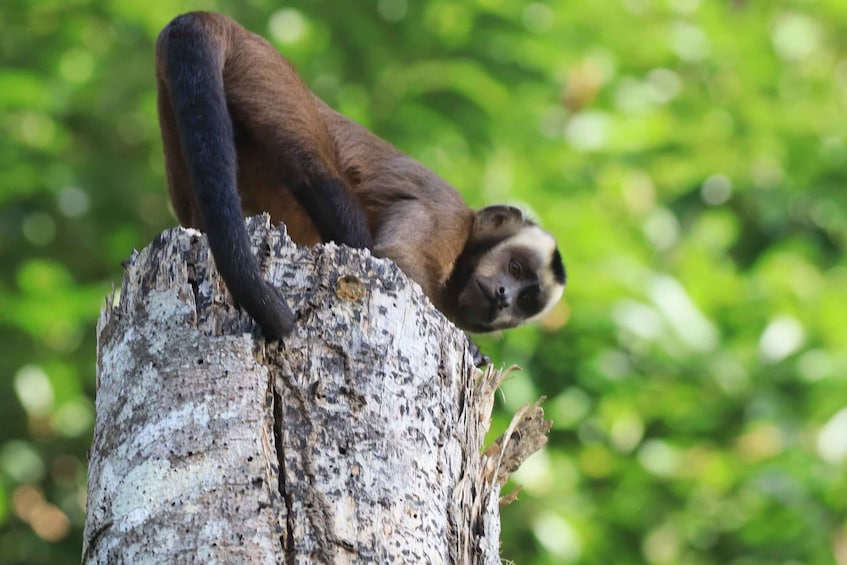 A lemur sitting on a tree stump. 2