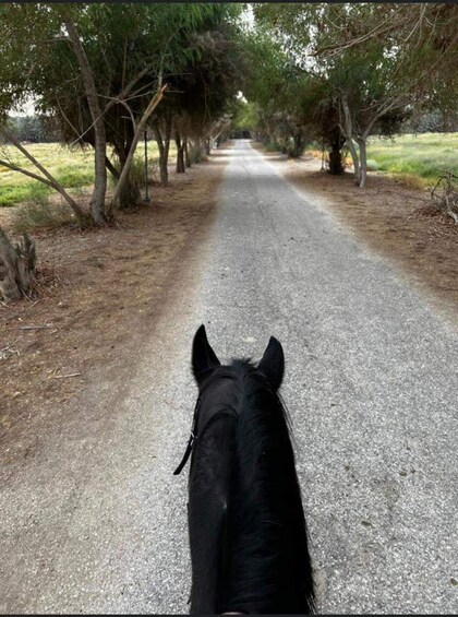 A horse's head looking down a gravel road flanked by trees. 4