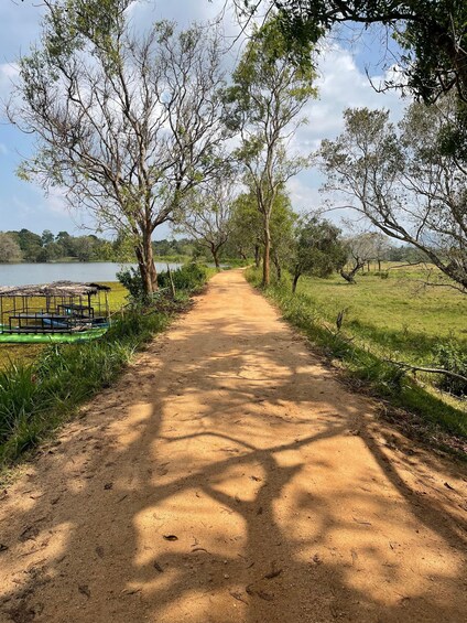 A dirt path flanked by trees leading to a body of water. 4