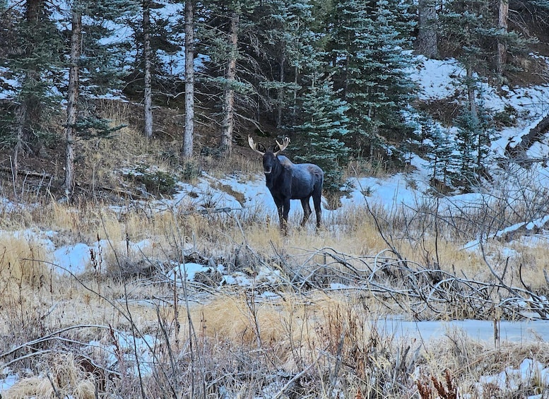 A moose in a snowy forest. 4