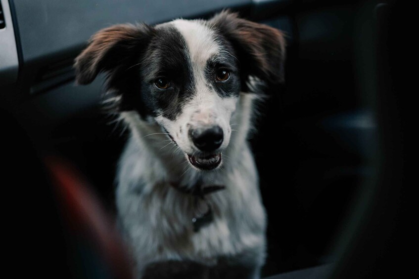 A dog sitting in a car. 1