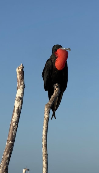 A bird with a red throat and black body perched on a tree branch. 5