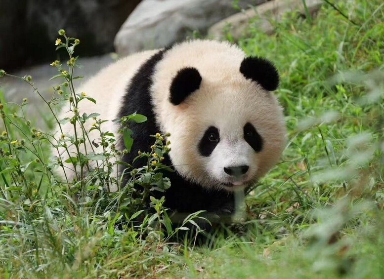 En panda i ett grönområde med gräs, gröna växter och stenar. 4