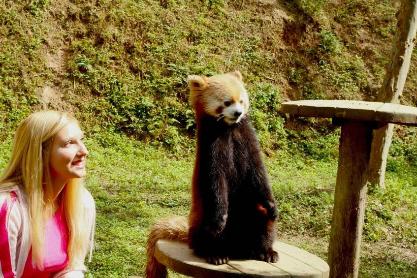 En röd panda som sitter p å en plattform i en naturlig miljö. 1