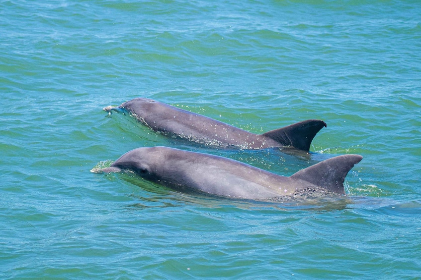 Two dolphins swimming in clear blue water. 1