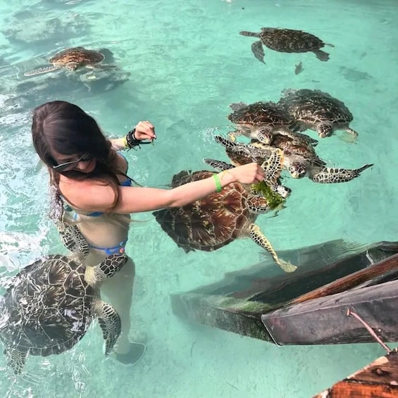 A person feeding sea turtles in clear water. 1
