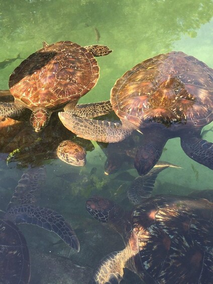 A group of sea turtles swimming in clear water. 3