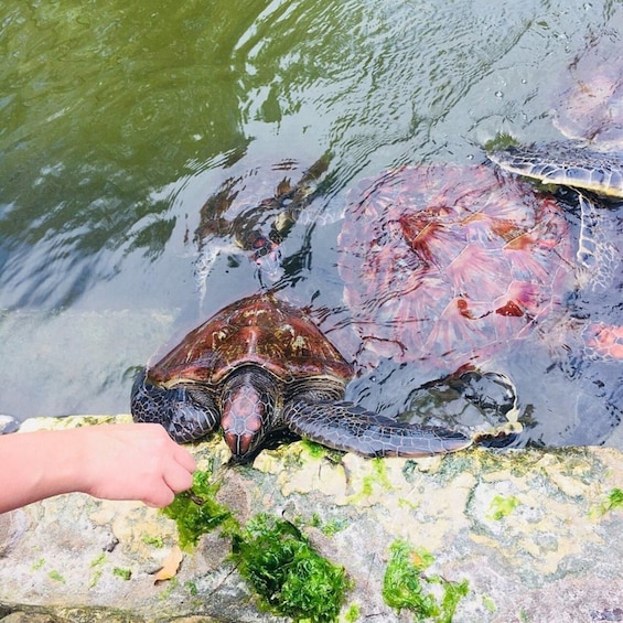 A turtle near water with green algae on a rock. 4