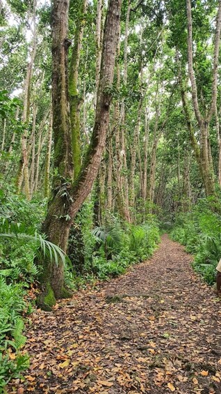 A forest path with tall trees and ferns. 5