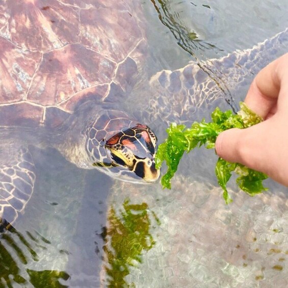 A turtle swimming in clear water, with a hand offering it lettuce. 2