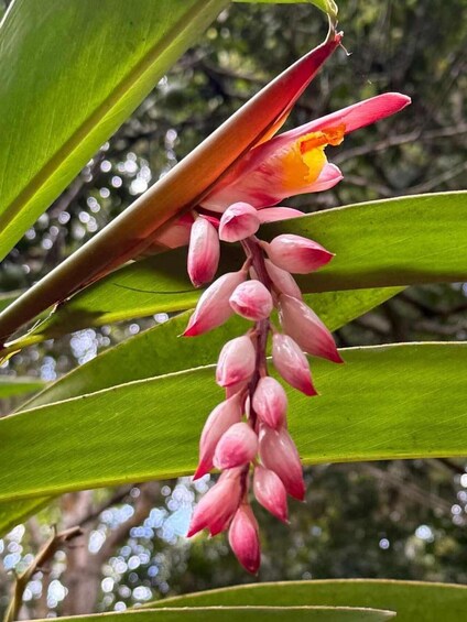A plant with a pink flower and green leaves. 3