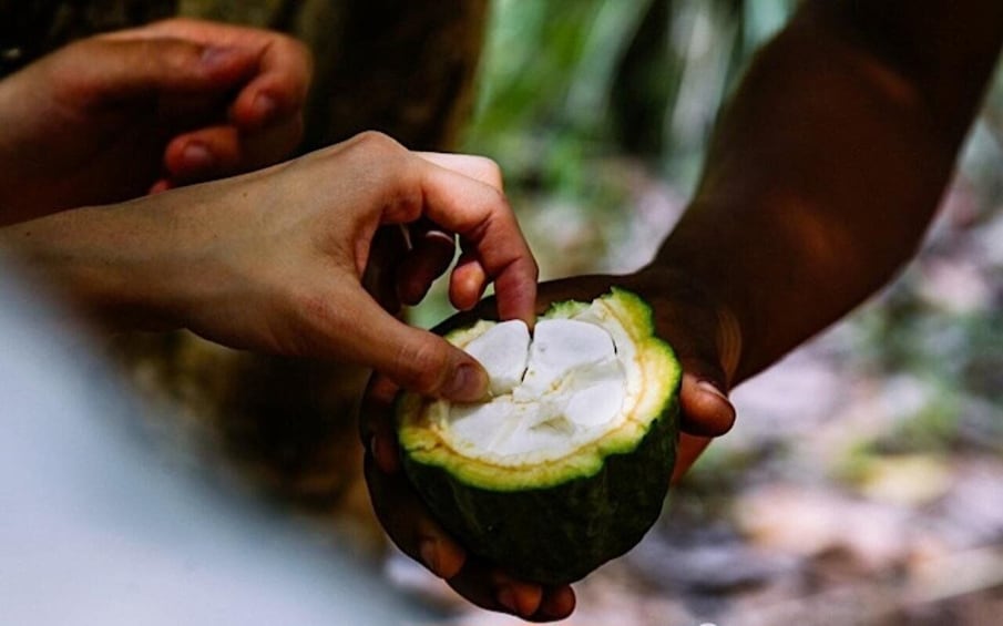 Hands holding a coconut, with the top cut off. 4